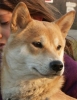 Shiba Inu