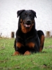 Beauceron