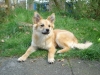 IJslandse Hond IJslandse Hond