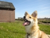 IJslandse Hond IJslandse Hond
