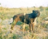 Staffordshire Bull Terrier Staffordshire Bull Terrier