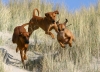 Rhodesian Ridgeback Rhodesian Ridgeback