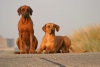 Rhodesian Ridgeback Rhodesian Ridgeback