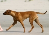 Rhodesian Ridgeback Rhodesian Ridgeback
