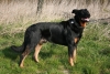 Beauceron