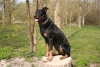 Beauceron
