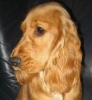 Engelse Cocker Spaniel Engelse Cocker Spaniel