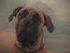 Boerboel Boerboel