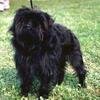 Affenpinscher Affenpinscher