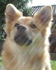 IJslandse Hond IJslandse Hond