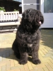 Bouvier Bouvier