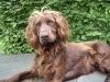 Duitse Staande Hond, Langhaar