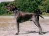 Duitse Staande Hond, Korthaar Duitse Staande Hond, Korthaar