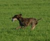 Duitse Staande Hond, Korthaar