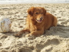 Nova Scotia Duck Tolling Retriever Nova Scotia Duck Tolling Retriever