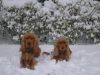 Ierse Setter