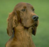 Ierse Setter