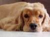 Ierse Setter