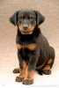 Beauceron