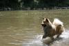 Eurasier Eurasier