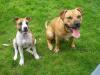 American Staffordshire Terrier