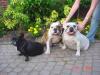 Engelse Bulldog Engelse Bulldog