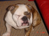 Engelse Bulldog Engelse Bulldog