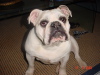 Engelse Bulldog Engelse Bulldog