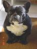 Franse Bulldog Franse Bulldog