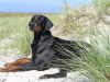 Dobermann Dobermann