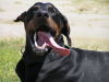 Dobermann