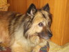 Eurasier Eurasier