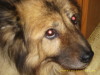 Eurasier Eurasier