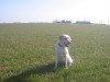 Labrador Labrador