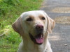 Labrador Labrador