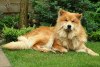 Eurasier Eurasier