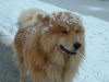Eurasier Eurasier