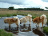 Eurasier Eurasier