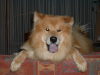 Eurasier Eurasier