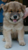 Eurasier Eurasier