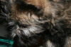 Cairn Terrier Cairn Terrier