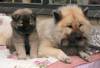 Eurasier Eurasier