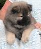 Eurasier Eurasier
