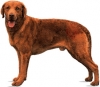 Chesapeake Bay Retriever Chesapeake Bay Retriever