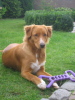 Nova Scotia Duck Tolling Retriever Nova Scotia Duck Tolling Retriever