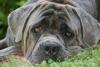 Cane Corso Italiano Cane Corso Italiano