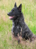 Hollandse Herdershond Hollandse Herdershond