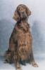 Ierse Setter