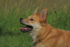 IJslandse Hond IJslandse Hond