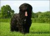 Briard